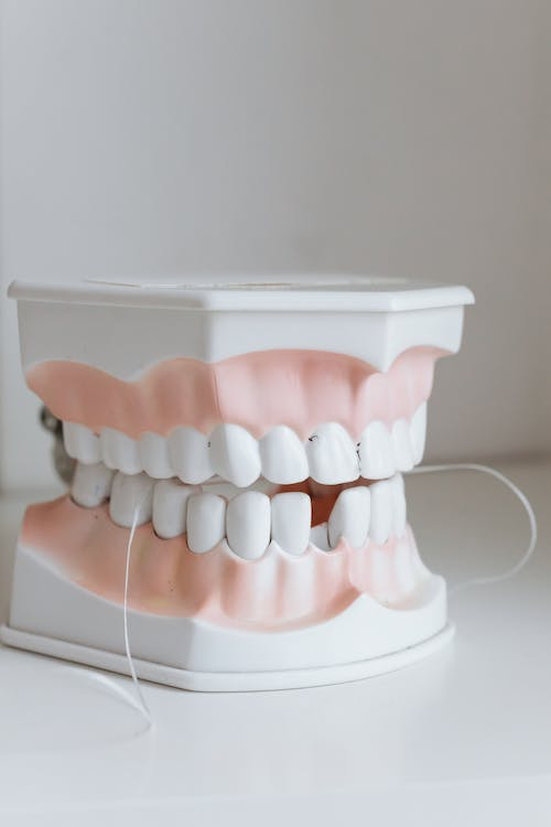 A Dental Model with a Missing Lower Front Tooth and White Socket
